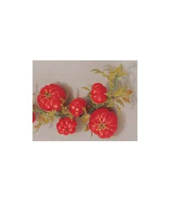 Guirlandes de tomates