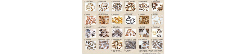 Catégorie Nos champignons - Sobema Distribution : Boyaux - Epices - Consommables - Equipements : 