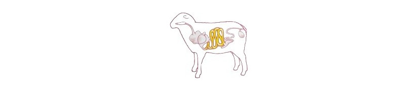 Catégorie Boyaux de mouton - Sobema Distribution : Boyaux - Epices - Consommables - Equipements :